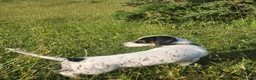 Dachshund dogs for sale: Last white dachshund boy in Kensington  - Advert 4