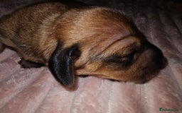 Dachshund dogs for sale: Dashound puppies - Image 11