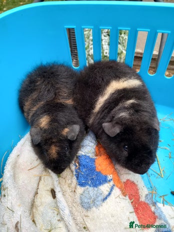 Guinea Pig rodents - Advert 9
