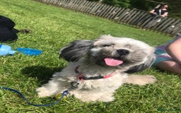 Shih Tzu dogs for sale: Buddy miniature shih tzu  - Image 1