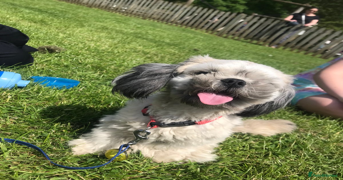 Buddy miniature shih tzu  for sale in Calne | Pets4Homes