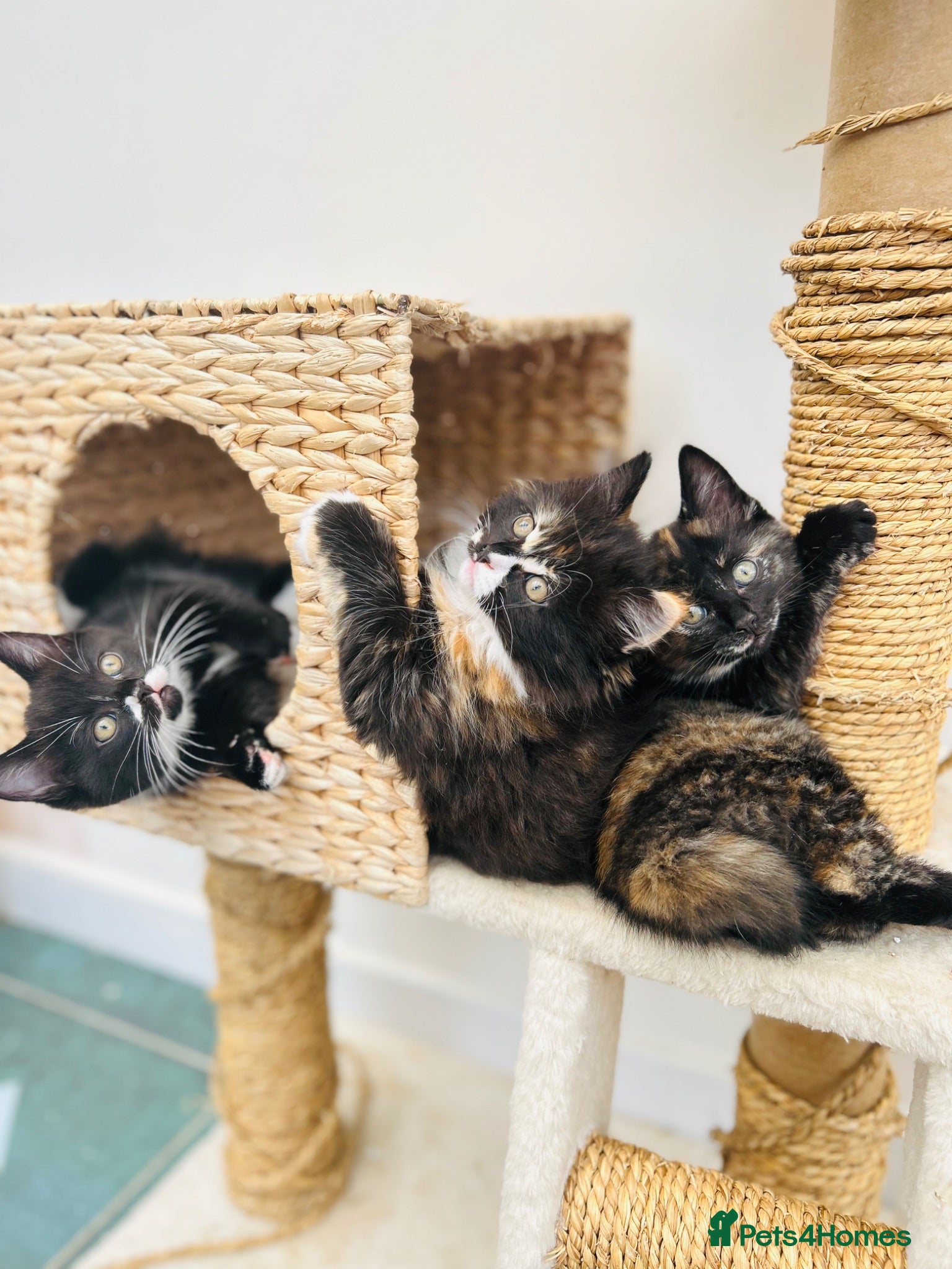 British Shorthair cats Beautiful British Shorthair and Ragdoll cross  - Advert 1