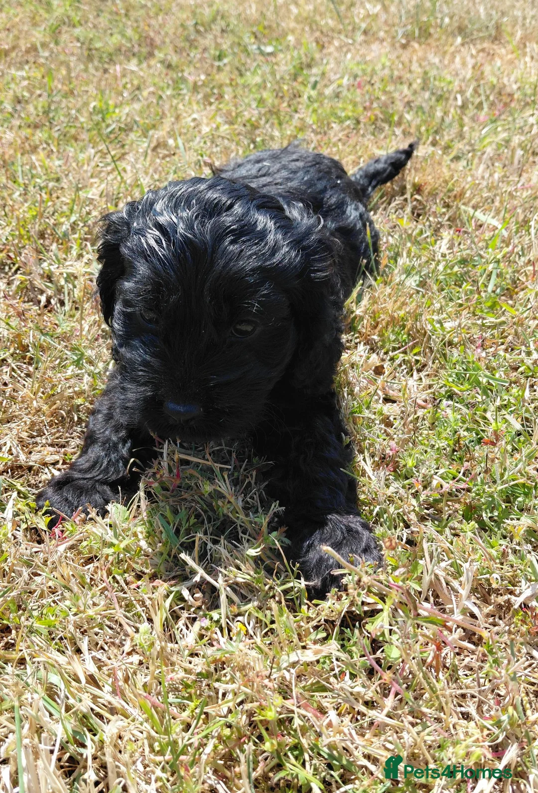 Cavapoo dogs for sale: Fluffy Cockalier-a-Poo Puppies – Ready Soon! - Advert 2