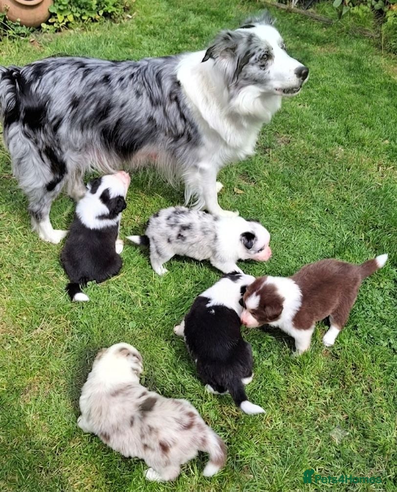 Border Collie dogs Border Collie Puppies blue eyes Tri Colour merle - Advert 1