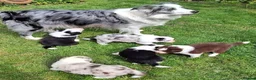 Border Collie dogs for sale: Border Collie Puppies blue eyes Tri Colour merle - Advert 1
