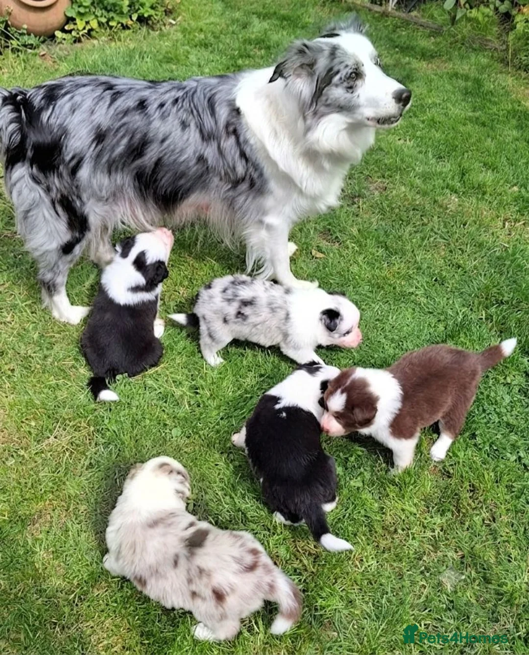 Border Collie dogs for sale: Border Collie Puppies blue eyes Tri Colour merle - Advert 1