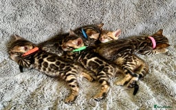 Bengal cats for stud: Rehoming 🔥 Clouded Bengal Stud TICA Amazing🔥 in Durham - Image 12