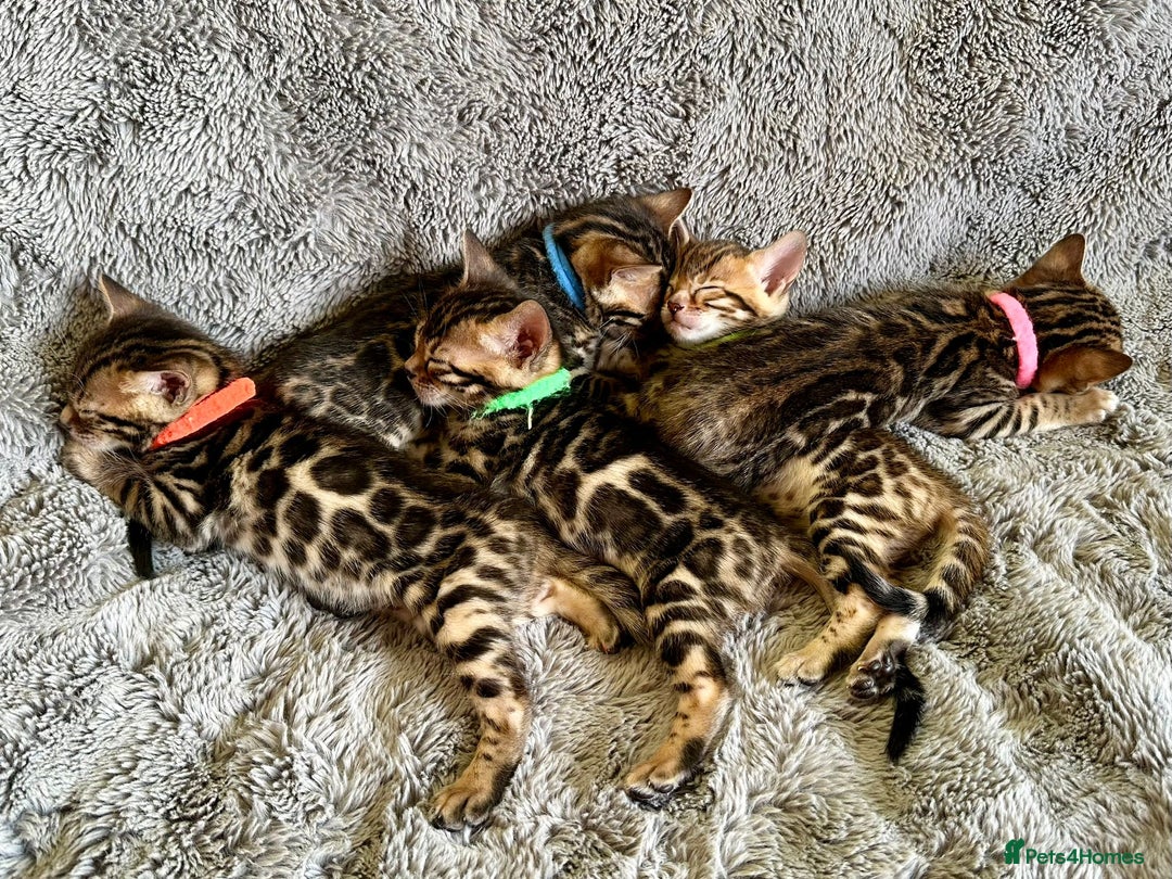 Bengal cats for stud: Rehoming 🔥 Clouded Bengal Stud TICA Amazing🔥 in Durham - Image 12