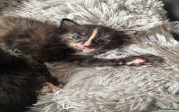 Maine Coon cats for sale: 5 bengal/maine coon kittens - Image 15