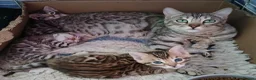 Bengal cats for sale: STUNNING SILVER MALE BENGAL CUB - Advert 11