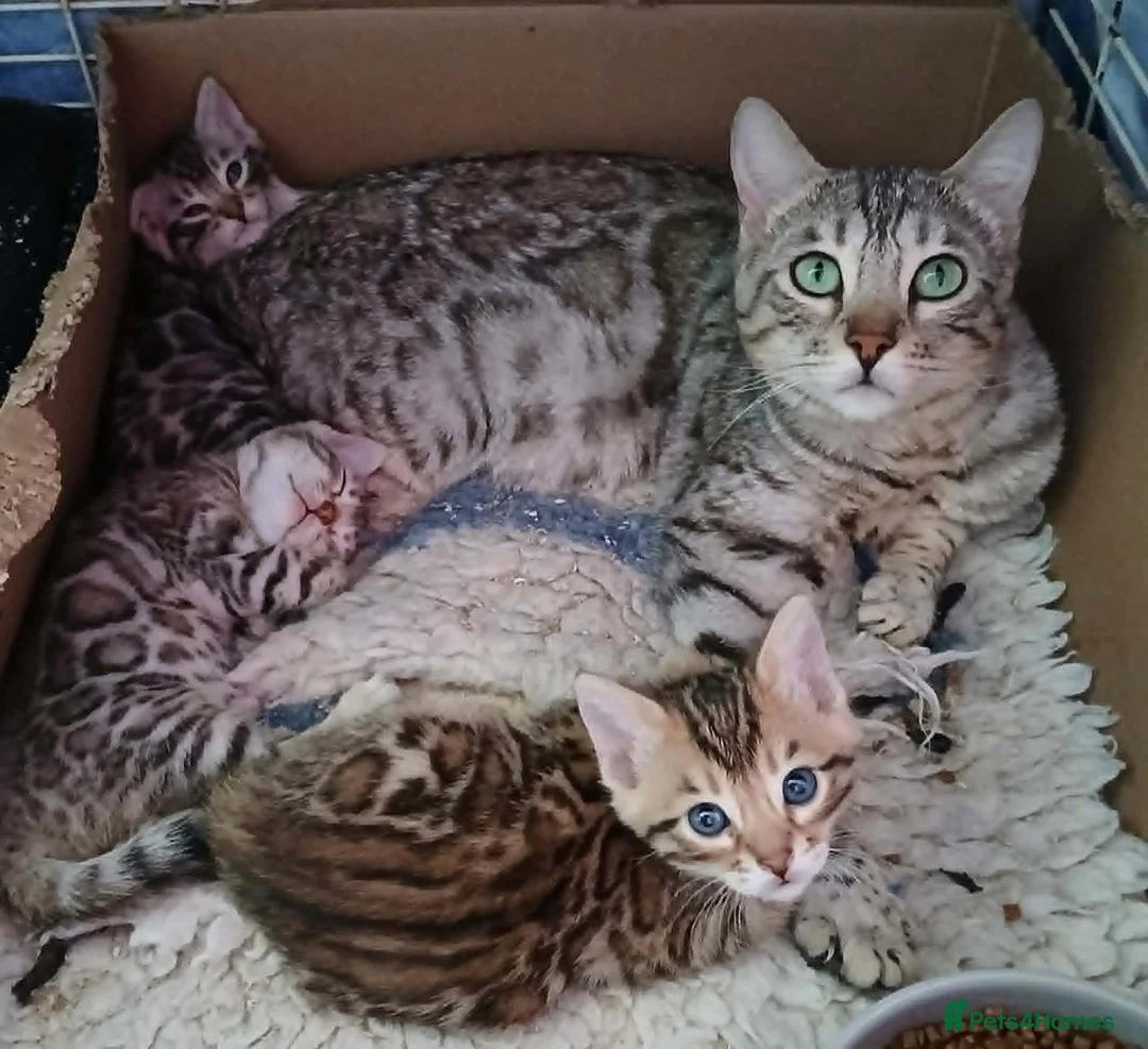 Bengal cats for sale: STUNNING SILVER MALE BENGAL CUB - Advert 11