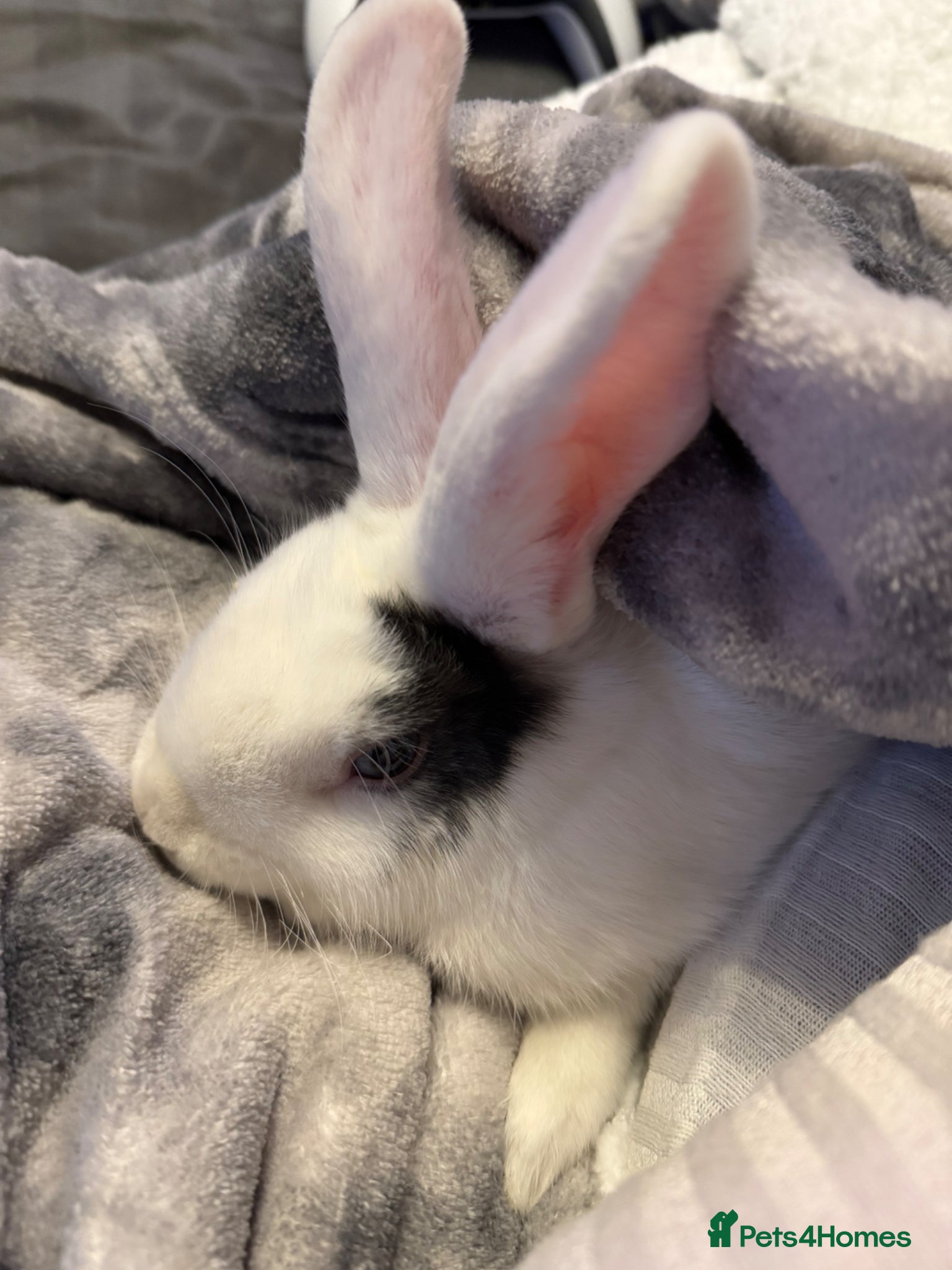 Mixed Breed rabbits for sale: 2 male rabbits for sale  - Advert 4