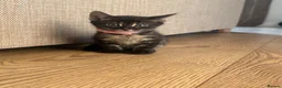 Mixed Breed cats for sale: Half bengal kittens  in Brandon - Advert 10