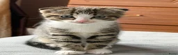 Mixed Breed cats for sale: Beautiful male kitten with folded ears in London - Advert 17