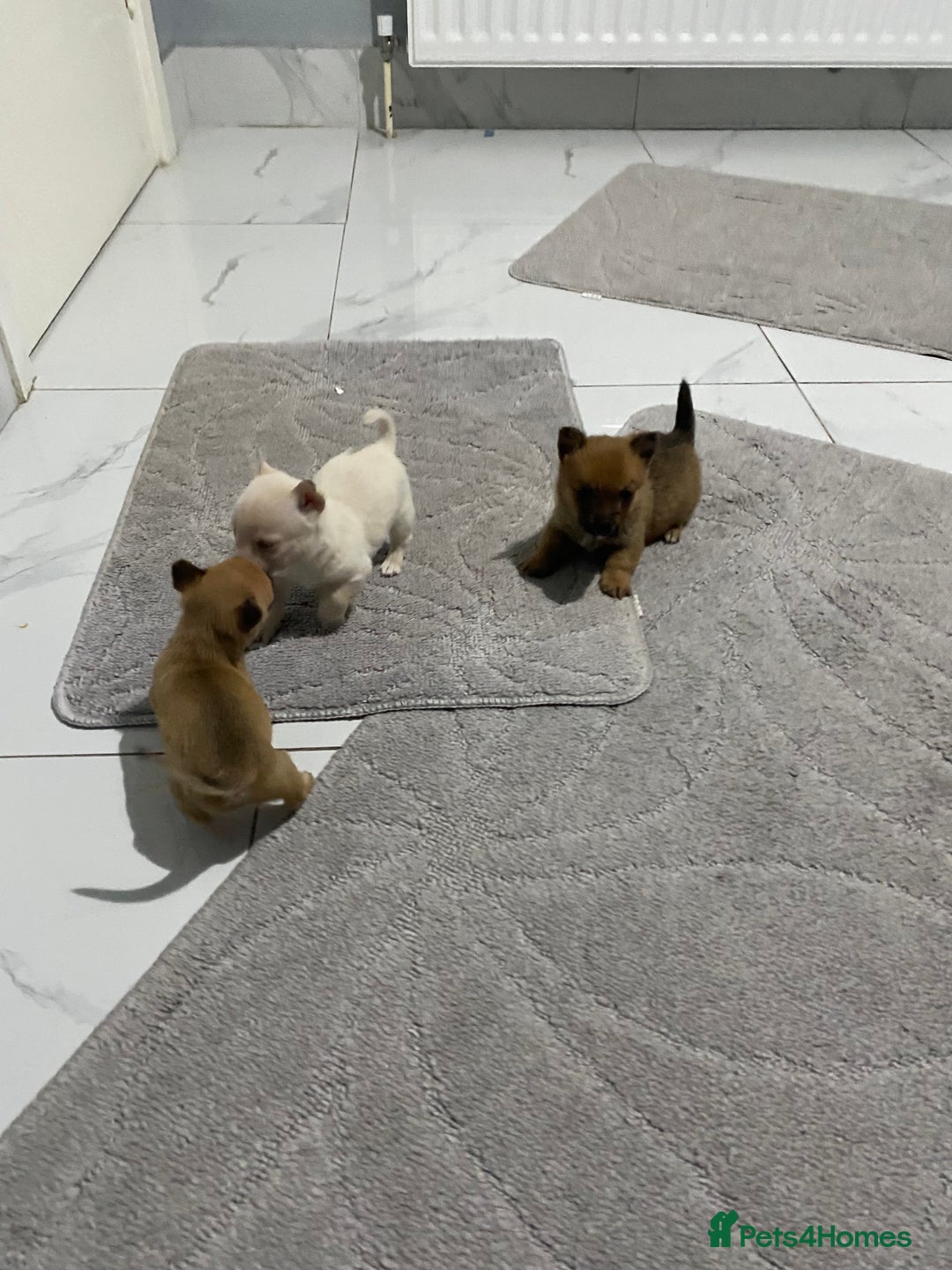 Chihuahua dogs for sale: 3 beautiful chihuahua puppies  - Advert 14