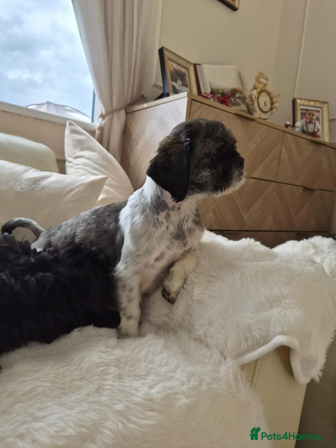 Shihpoo dogs for sale: Shihpoo for sale ready to leave in Bishop Auckland - Advert 1
