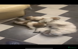 Shih Tzu dogs for sale: Shih Tzu puppies - Image 4