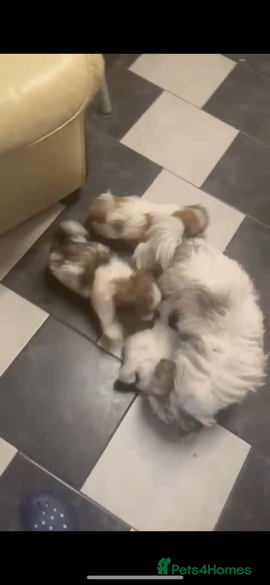 Shih Tzu dogs for sale: Shih Tzu puppies - Image 4