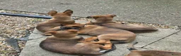 Mixed Breed dogs for sale: German Shepherd x in Sunderland - Advert 8