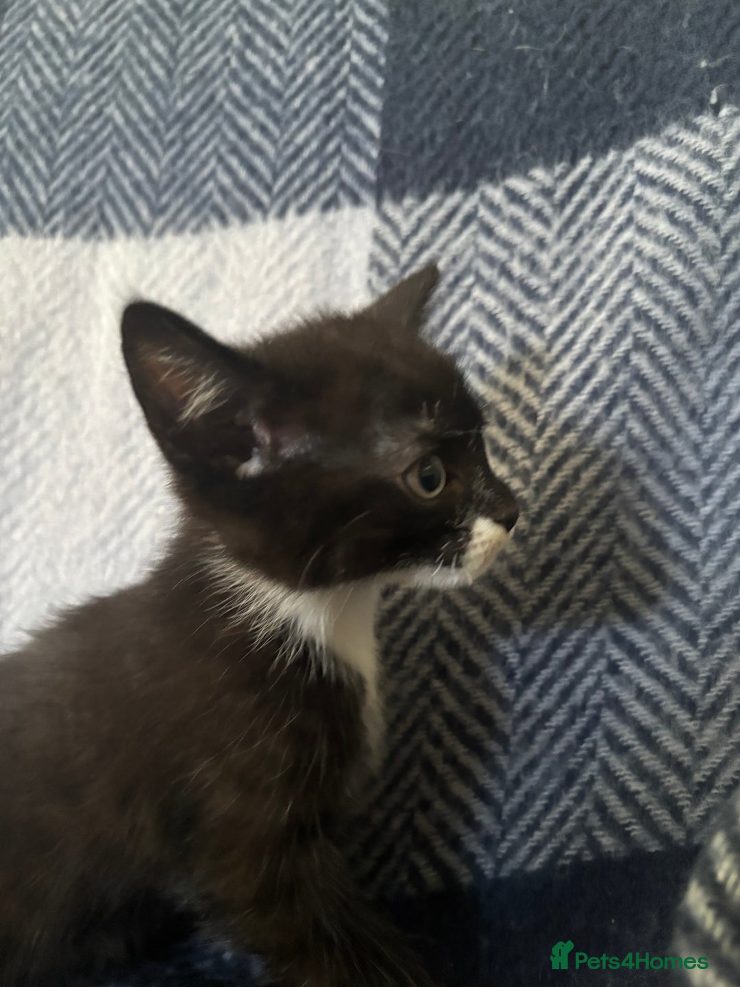 Mixed Breed cats for sale: Domestic cats  - Image 12