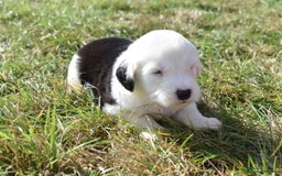 Old English Sheepdog dogs for sale: Stunning Old English Sheepdog Puppies KC Reg - Image 24