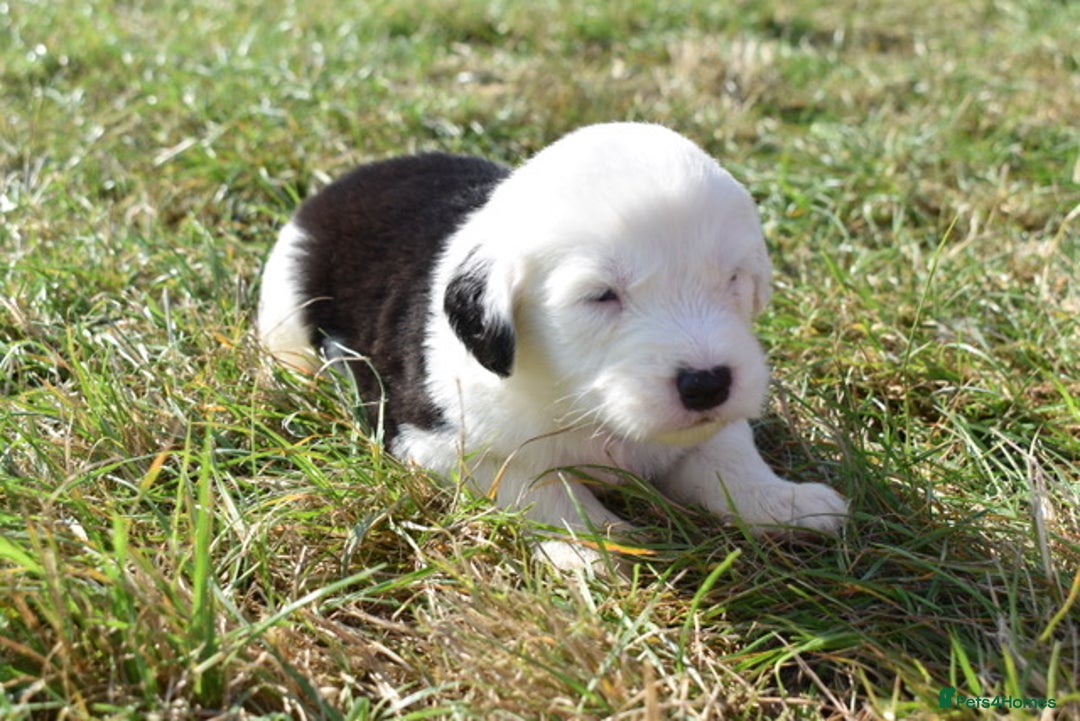 Old English Sheepdog dogs for sale: Stunning Old English Sheepdog Puppies KC Reg - Image 24