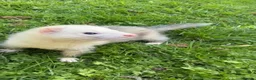 Ferret rodents for sale: Two brother ferrets for sale - Advert 8
