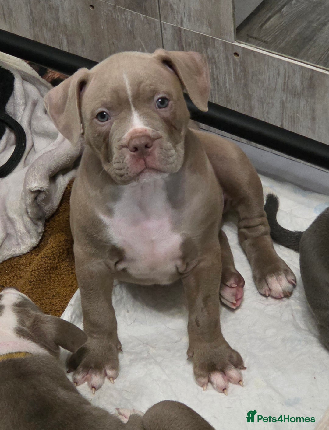 Mixed Breed dogs for sale: Old english bulldog cross american bulldog 😍❤️  - Advert 36