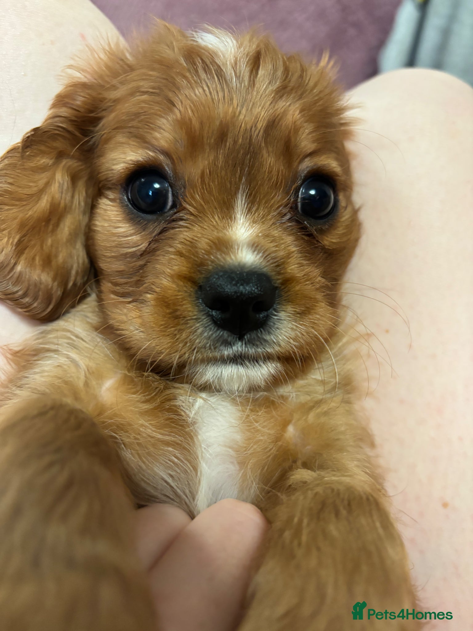 Cavalier King Charles Spaniel dogs Absolutely beautiful King Charles Cavalier puppies - Advert 2