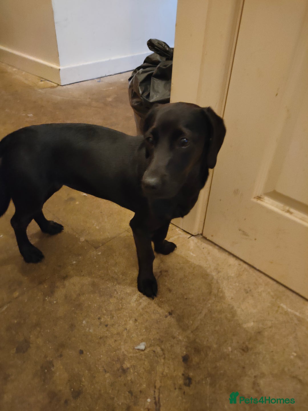 Patterjack dogs for sale: Puppy  - Image 5