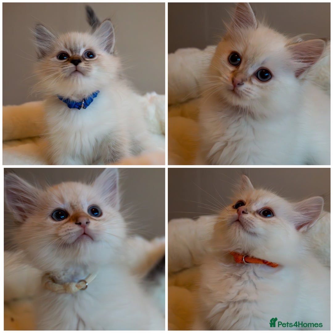 Siberian cats for sale: Hypoallergenic Siberian Neva Kittens Blue eyes - Image 1