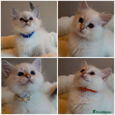 Siberian cats - Advert 8