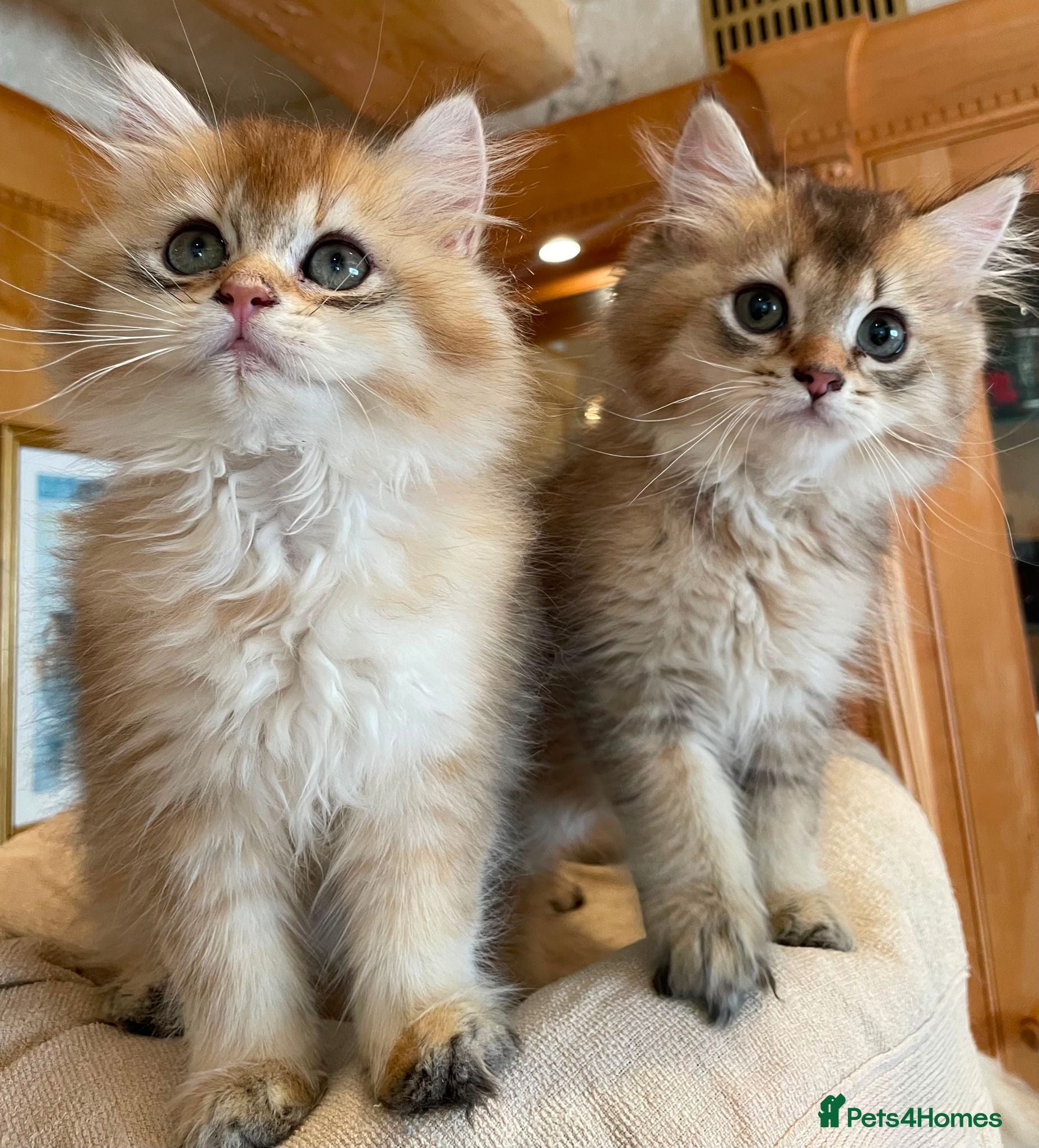 British Shorthair cats 😻British golden shorthair/longhair😻 - Advert 2