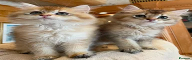 British Longhair 