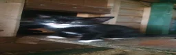 Mixed Breed cats for sale: Lovely kittens - Advert 10