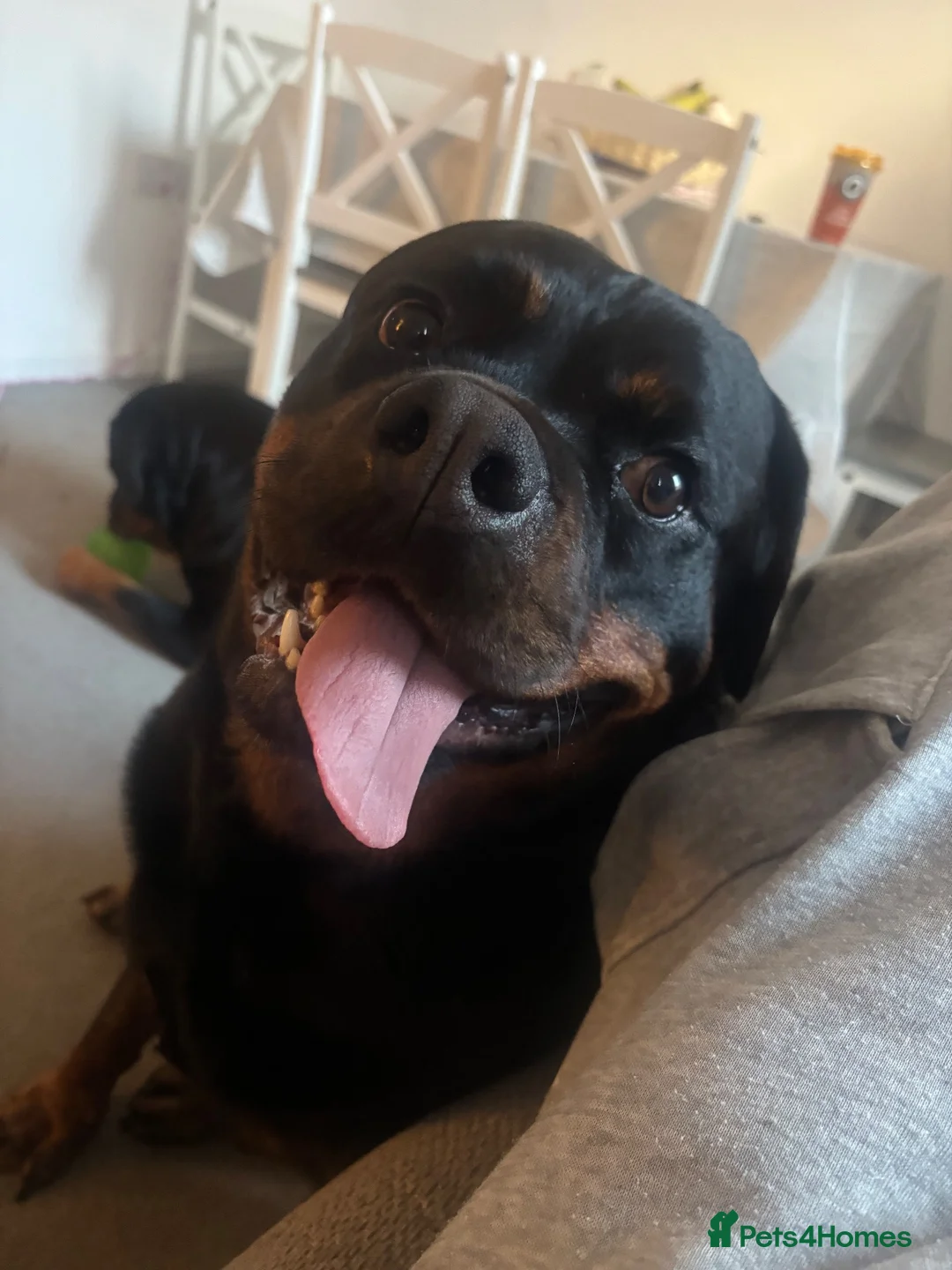 Rottweiler dogs for sale: Hugo and nala  in Southampton - Advert 2