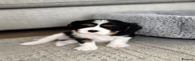 Cavalier King Charles Spaniel 2
