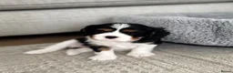 Cavalier King Charles Spaniel dogs for sale: Cavalier King Charles spaniel puppy  - Advert 5