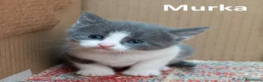 Murka