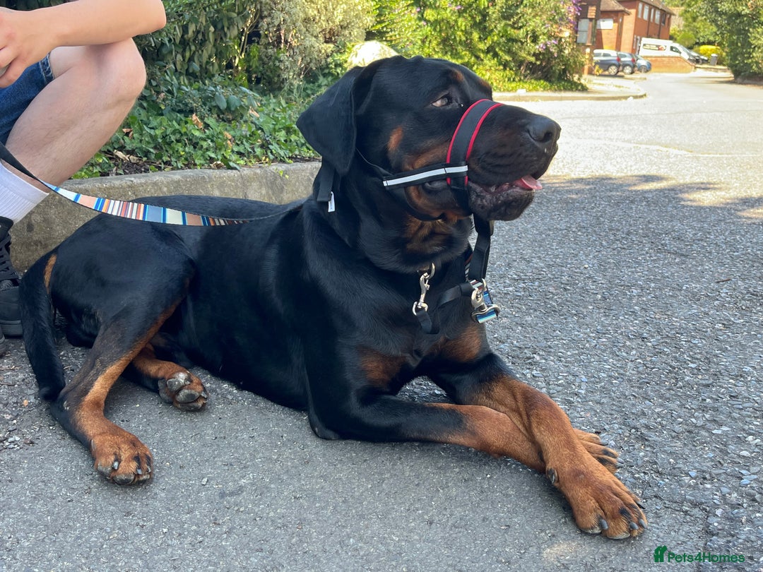 Dobermann dogs for sale: Handsome 2 year old Rotterman  - Image 1