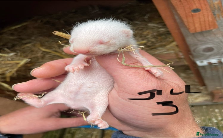 Ferret rodents - Advert 16