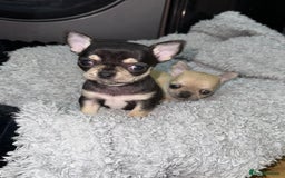 Chihuahua dogs for sale: 🩵 𝓬𝓾𝓭𝓭𝓵𝔂 𝓪𝓷𝓭 𝓹𝓵𝓪𝔂𝓯𝓾𝓵 𝓫𝓸𝔂𝓼🩵 - Image 6