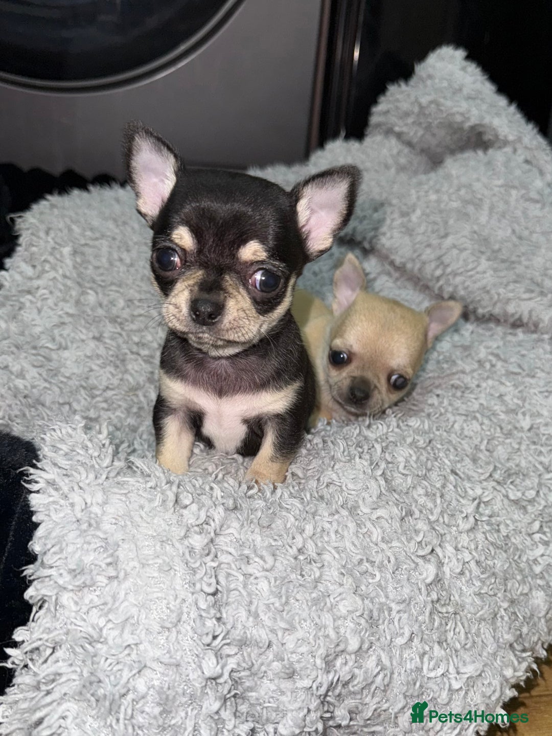 Chihuahua dogs for sale: 🩵 𝓬𝓾𝓭𝓭𝓵𝔂 𝓪𝓷𝓭 𝓹𝓵𝓪𝔂𝓯𝓾𝓵 𝓫𝓸𝔂𝓼🩵 - Image 6