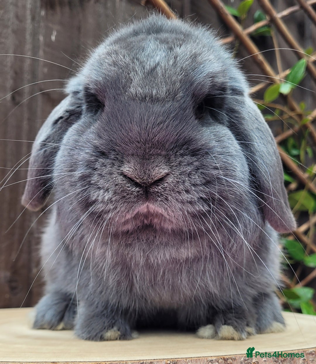 Mini Lop rabbits for sale: Stunning mini lops & bunnies available.  - Image 6
