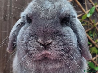 Mini Lop rabbits - Advert 6