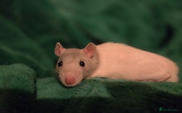 Rat rodents for sale: X3 male rats lovely boys 7 months old  - Image 1
