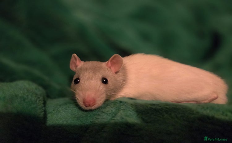 Rat rodents - Advert 1