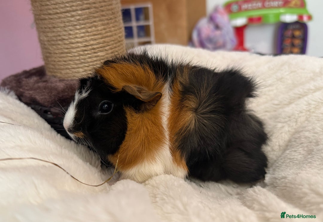 Guinea Pig rodents for sale: 5 Baby Boars - Image 2