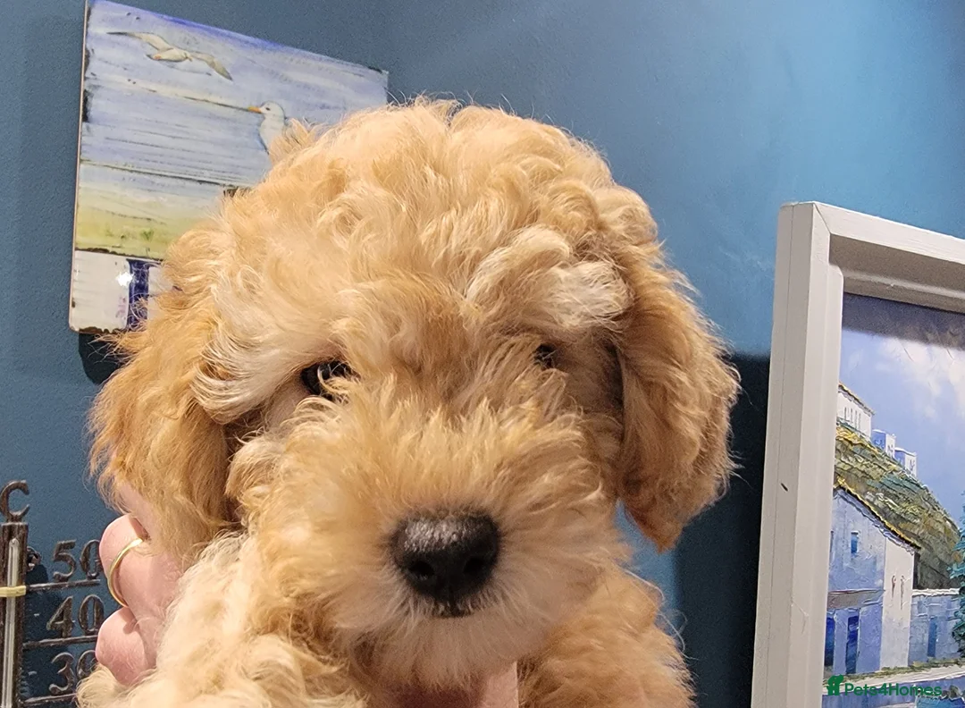 Maltipoo dogs for sale: F1b Maltipoo.   Ready to leave now  - Advert 33