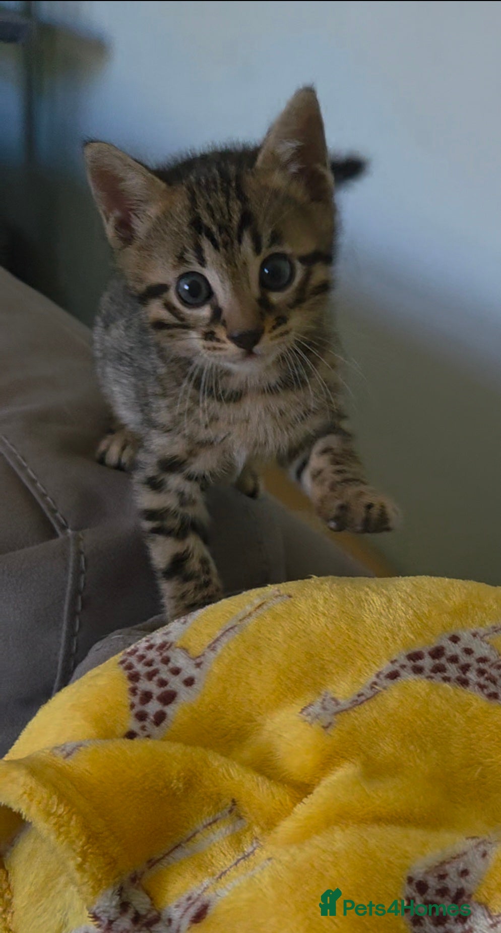 Bengal cats ✨️ OUTSTANDING TICA BENGAL KITTENS ✨️ - Advert 2